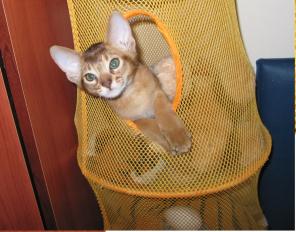 продается абиссинский котенок