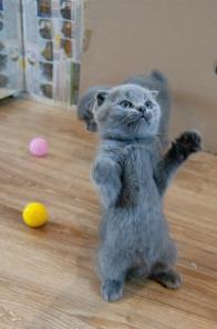 Озорной котенок Scottish Fold
