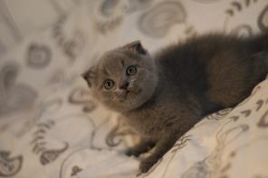 Озорной котенок Scottish Fold
