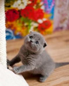 Настоящая леди Scottish Fold