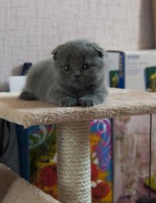 Настоящая леди Scottish Fold