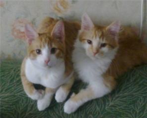 Рыжие котята 5,5 мес.