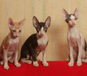 Корниш-рекс красивые котята редких окрасов