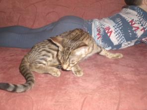 Пятнистые котята оцикет