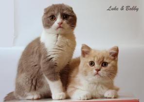 Шотландские котята