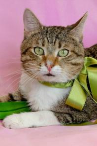 Шикарный котик