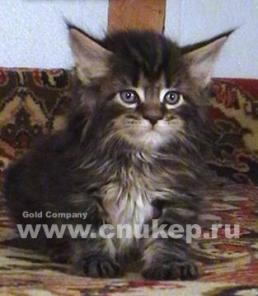 Мейн Кун - Славные Чистокровные Котята!