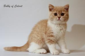 Котенок шотландский короткошерстный