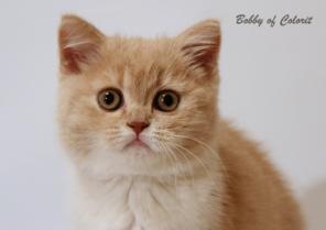 Котенок шотландский короткошерстный