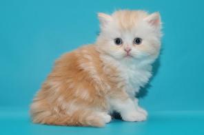 Шотландские котятахайленды