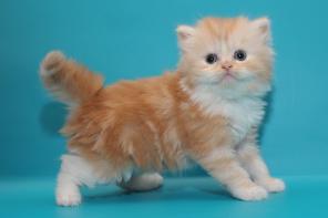 Шотландские котятахайленды