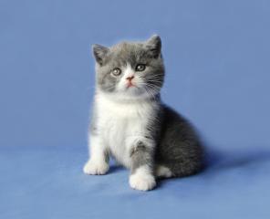 Чистокровные британские котята редких и классических окрасов