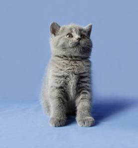 Чистокровная британская кошечка голубого окраса