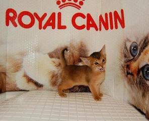 Абиссинские котята. Открыто резервирование.