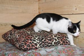Ласковый умненький котик Шурик в хорошие руки (6 мес.)