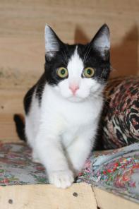Ласковый умненький котик Шурик в хорошие руки (6 мес.)