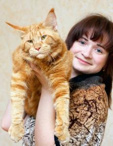 котята Мейн Кун -нежные гиганты