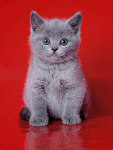Британские котята