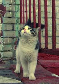 Отдам в добрые руки молодого котика.