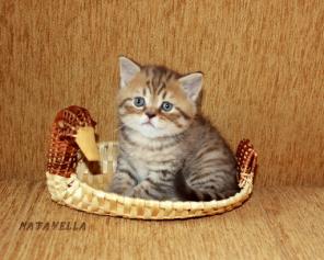 Вислоухие и страйты шотландские котята