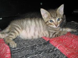 смышленые и позитивные котята ищут родителей