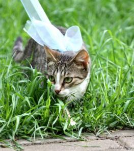 Котенок-исследователь Еша - в добрые руки