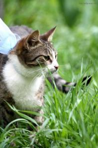 Котенок-исследователь Еша - в добрые руки