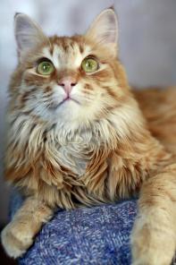 Золотая кошка, золотого цвета, золотой характер...