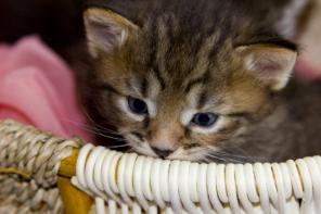 Котятки ищут хозяина