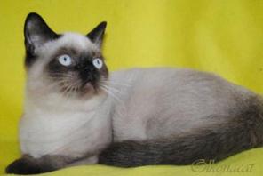 Котики шотландские голубоглазые в добрые руки.