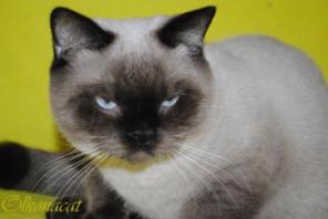 Котики шотландские голубоглазые в добрые руки.