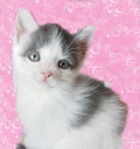 Красивые крошки-котята в дар! 1 мес