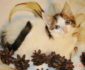 Котята в дар.