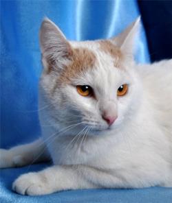 котик Степушка - фенотип турецкого вана в дар