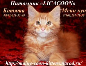 Мейн Кун - Чистокровные Котята!