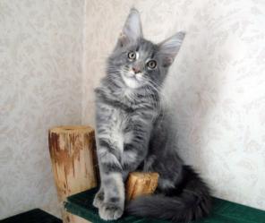 Мейн Кун - Чистокровные Котята!