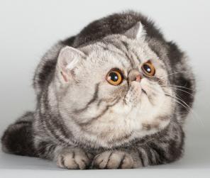 Экзотические котята от чемпиона
