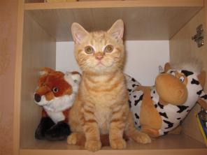 Продам шотландского котенка!
