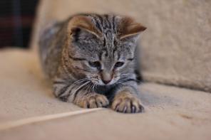котенок слоненок рубенс в хорошие ручки.
