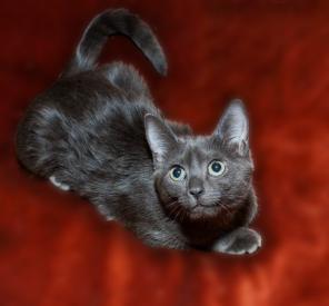 Ищет дом котенок Нюша, 5 мес.