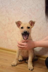Озорной и забавный малыш Лакки очень ждет родителей.