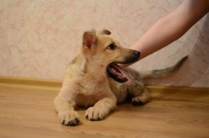 Озорной и забавный малыш Лакки очень ждет родителей.