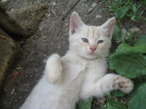 Хорошие котята ищут дом и хороших хозяев!