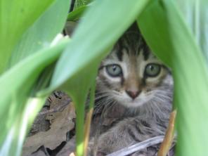 Хорошие котята ищут дом и хороших хозяев!