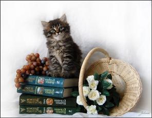 Традиционный сибирский котенок, окрас лесной, мальчик!