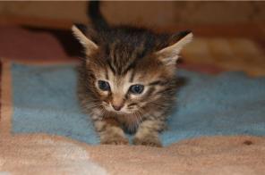 В добрые руки котёнок, девочка. 1 месяц.