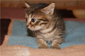 В добрые руки котёнок, девочка. 1 месяц.
