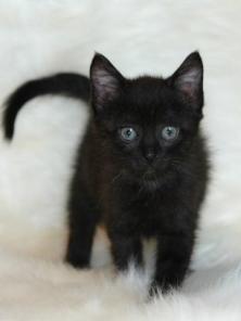 Черный котенок