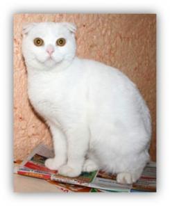 Шотландская кошечка