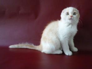 Котик серебристо-рыжий мазунчик, ооочень ласковый г. Киев